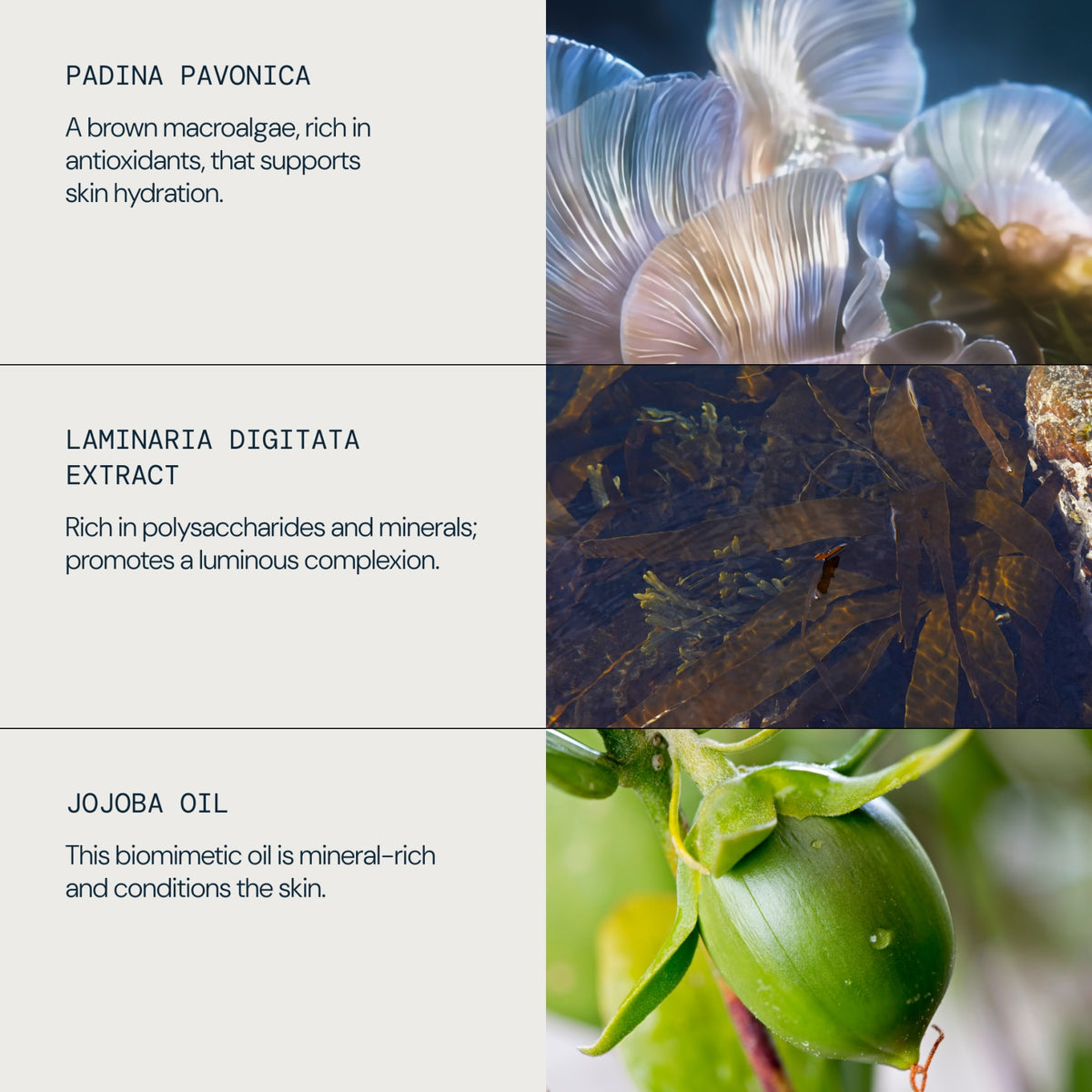 Pro-Collagen Rose Oil Blend - detail 4