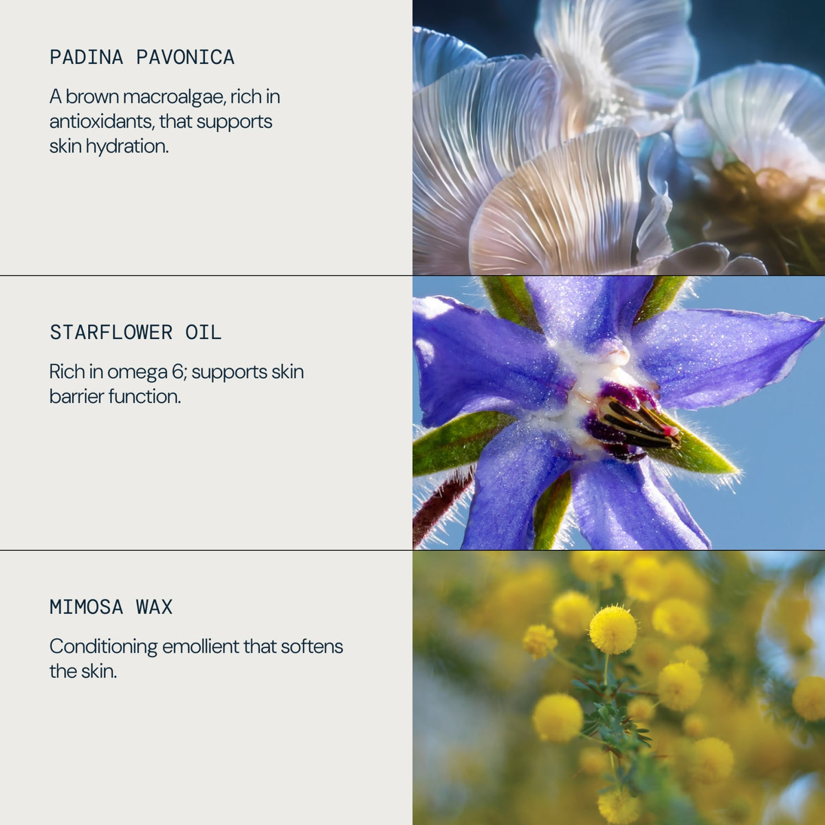 Pro-Collagen Fragrance-Free Cleansing Balm - detail 4